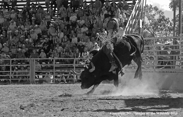 Augusta Rodeo