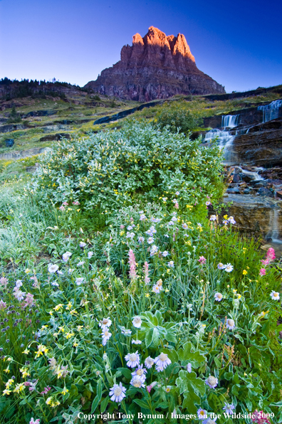 Waterfall in Glacier National Park