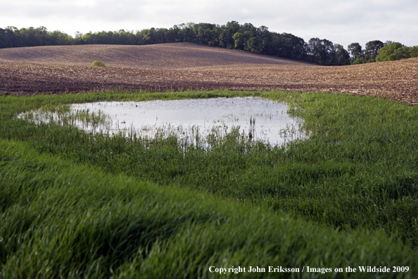 Wetlands near crop fields