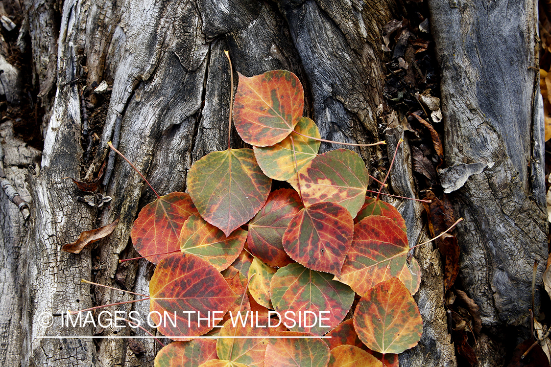 Aspen leaves on log in autumn.