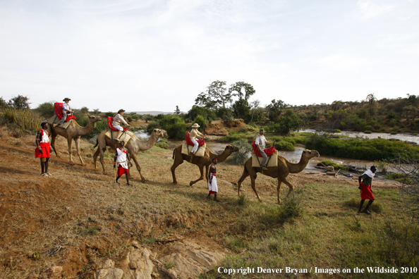 Family riding camels on african safari