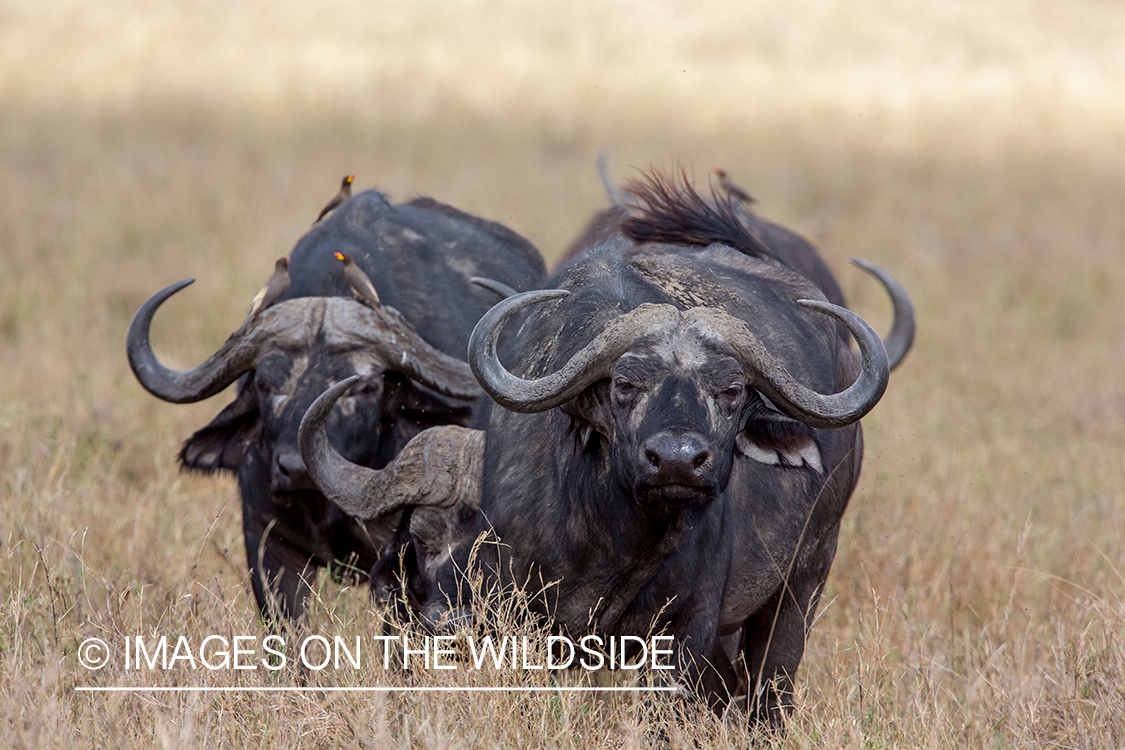 Cape buffalo in habitat.