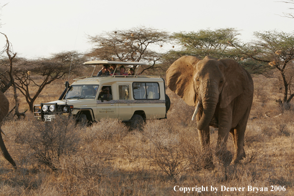 African Elephants