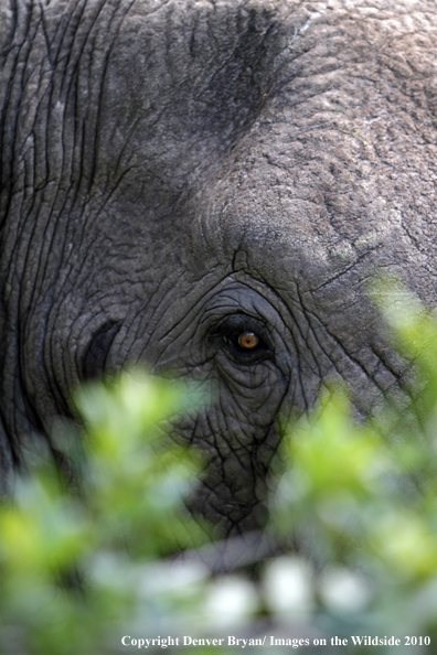 African Bull Elephant 