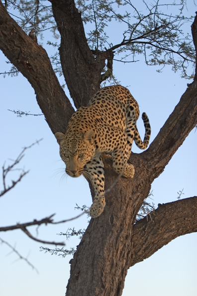 Leopard in tree. Africa