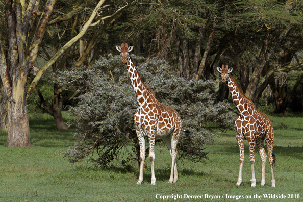 Reticulated Giraffe 