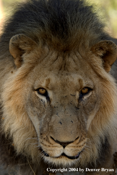 Male African lion in habitat. Africa