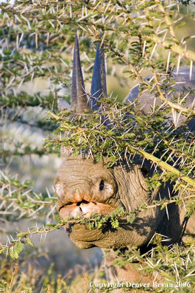 Black rhino in Africa.