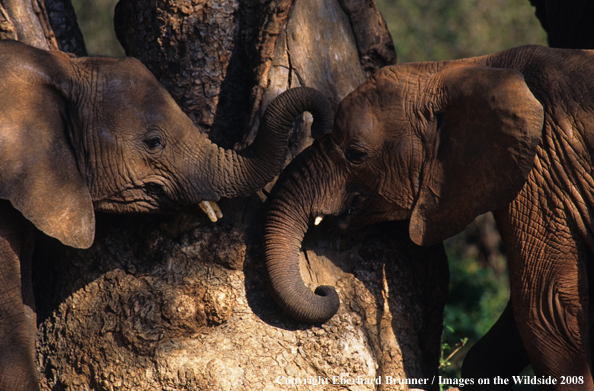 Baby Elephants