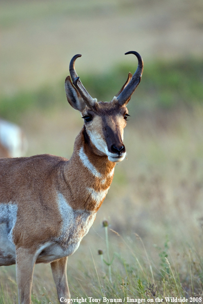 Antelope Buck in field