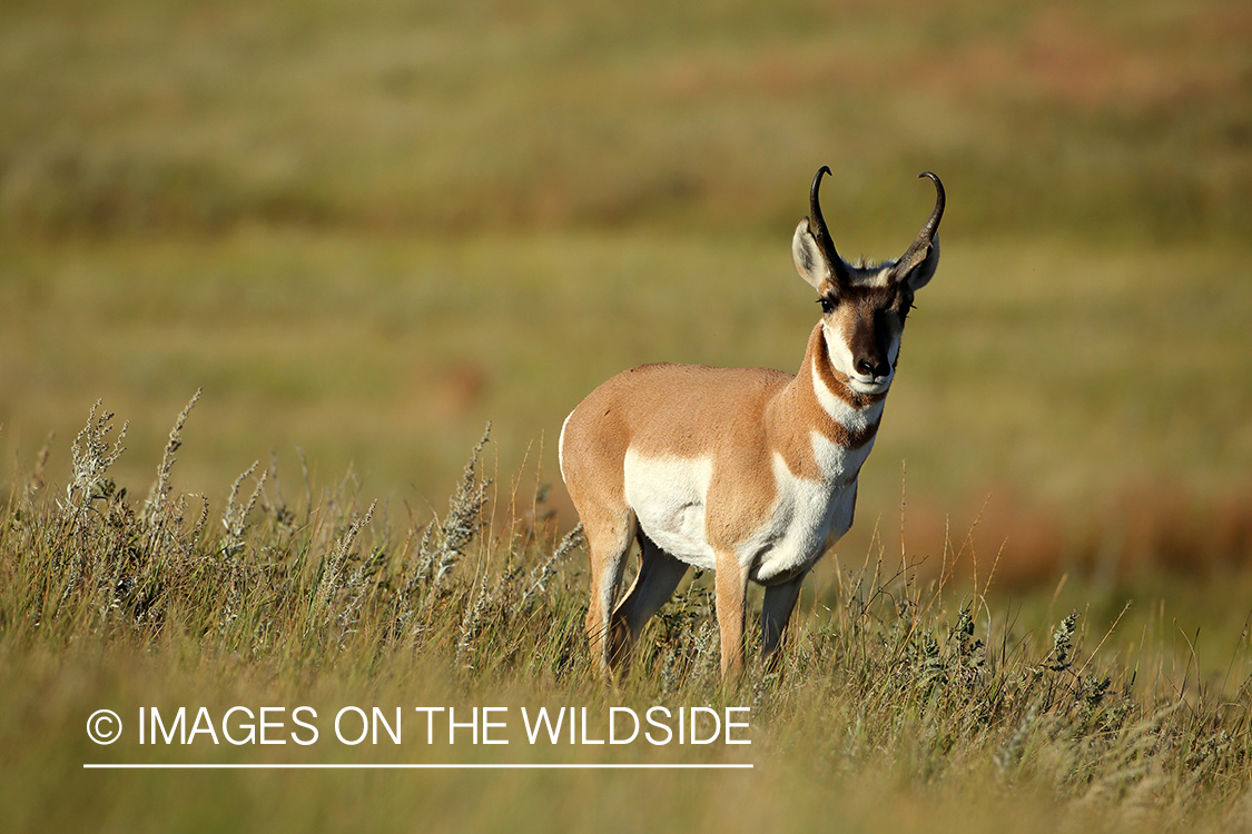 Pronghorn Antelope in habitat. 