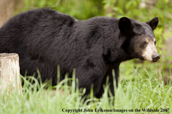 Black bear in habitat