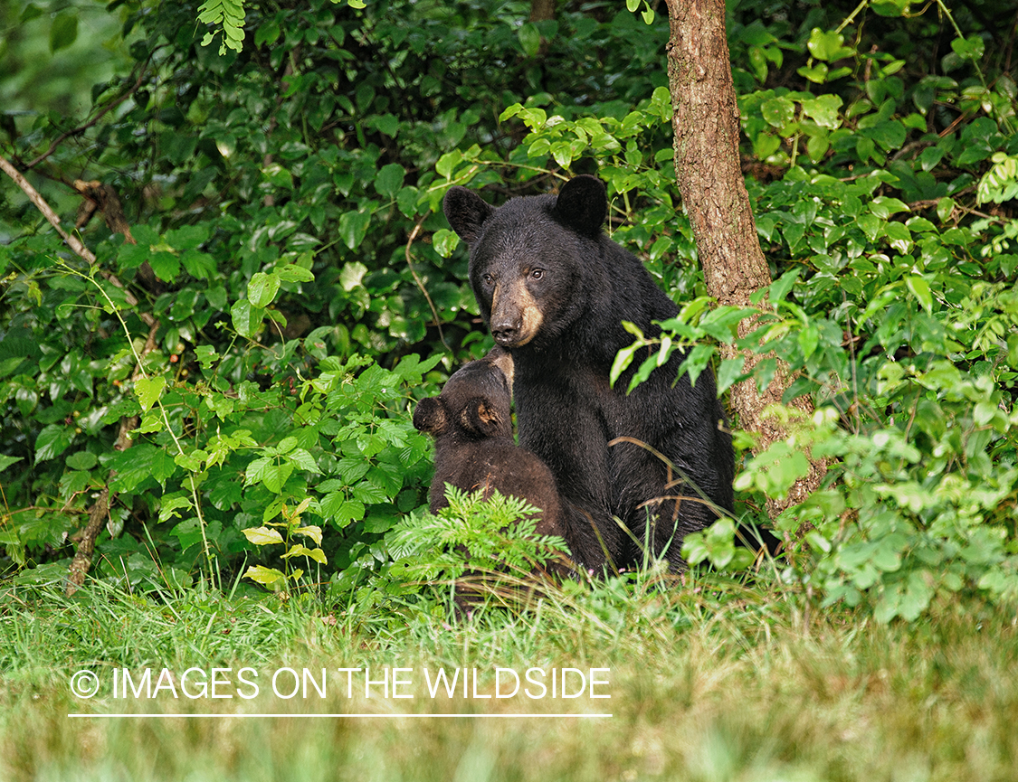 Black mother bear with cub in habitat.