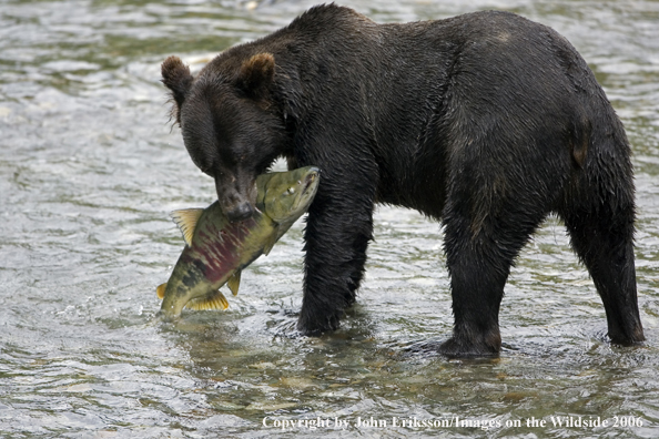 Brown bear in river with salmon.