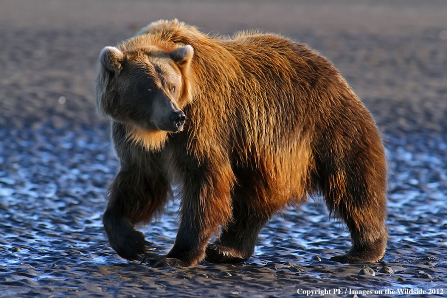 Brown Bear in habitat.