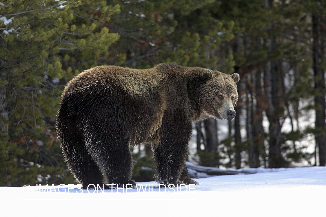 Grizzly Bear in winter habitat.