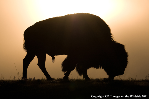 Bull bison in habitat. 