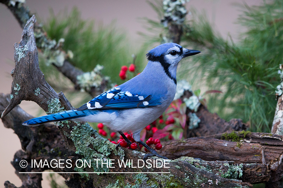 Blue Jay in habitat. 