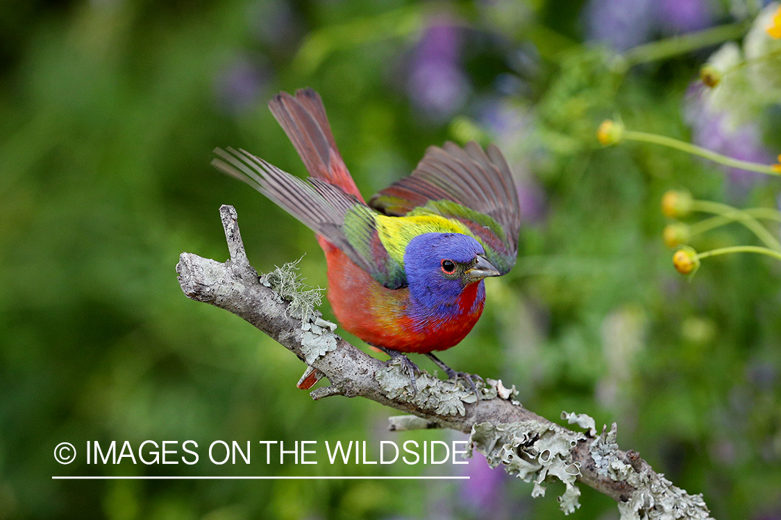 Painted Bunting in habitat.