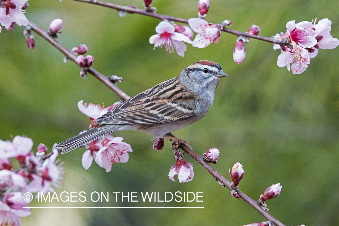 Chipping Sparrow on branch.