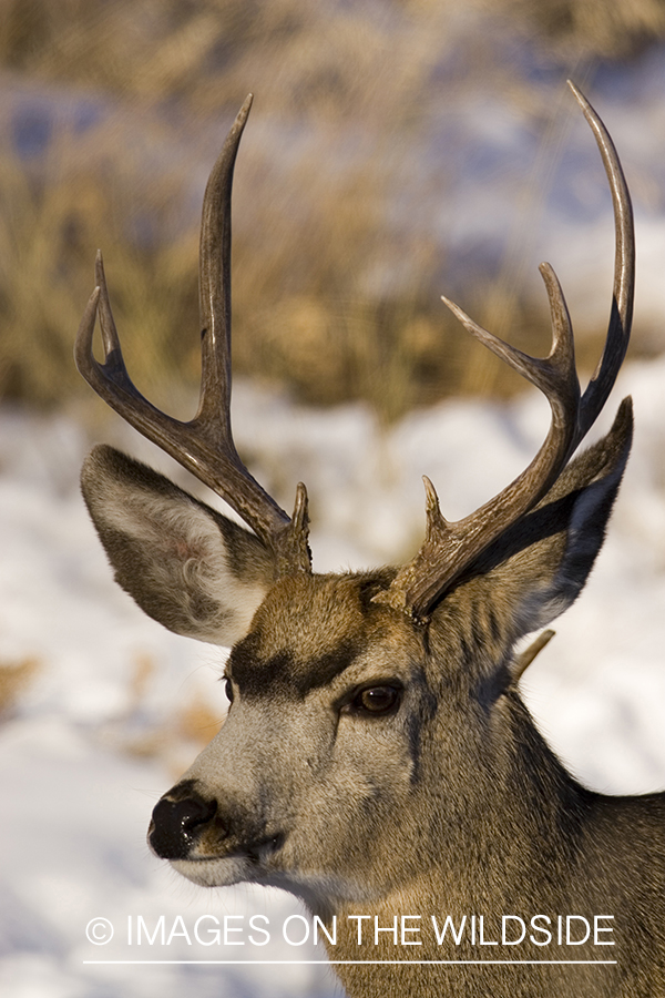 Mule deer with broken antler in habitat.