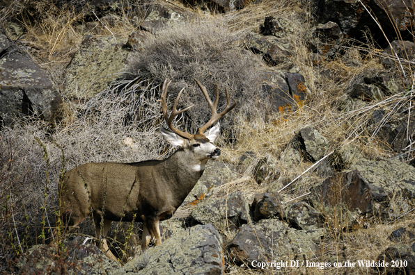 Mule deer in habitat