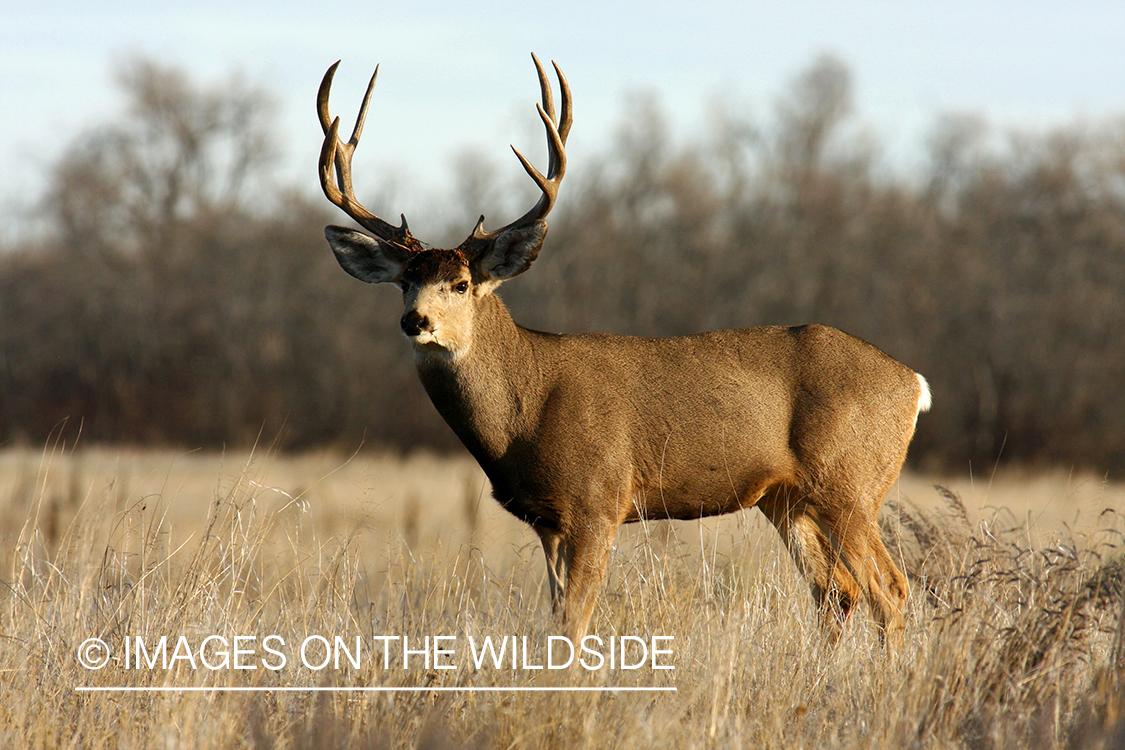 Mule deer buck in habitat. 