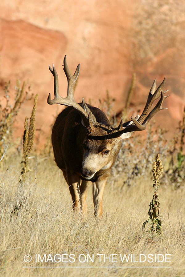 Mule deer buck in habitat. 