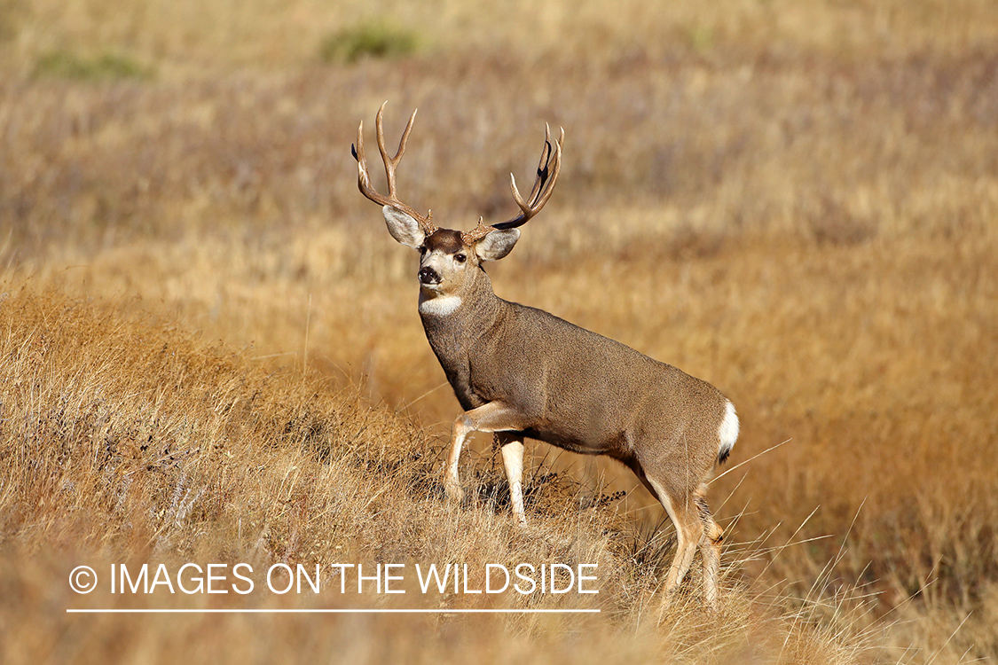 Mule deer buck in habitat.