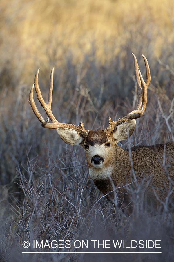 Mule deer buck in habitat. 