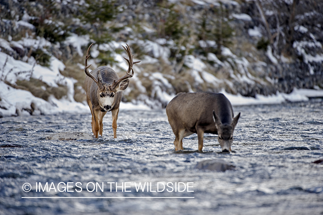 Mule deer buck pursuing doe in water.