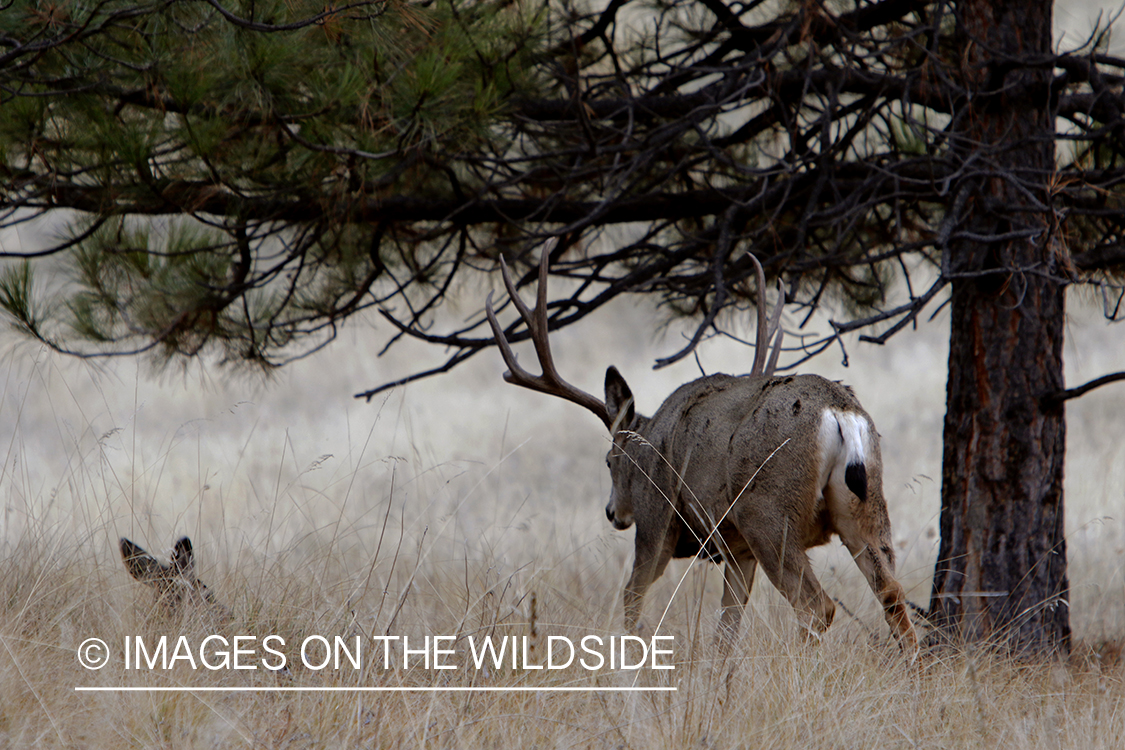 Mule deer buck with doe in field.