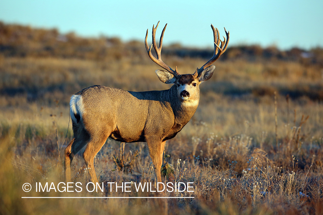 Mule deer buck in field.