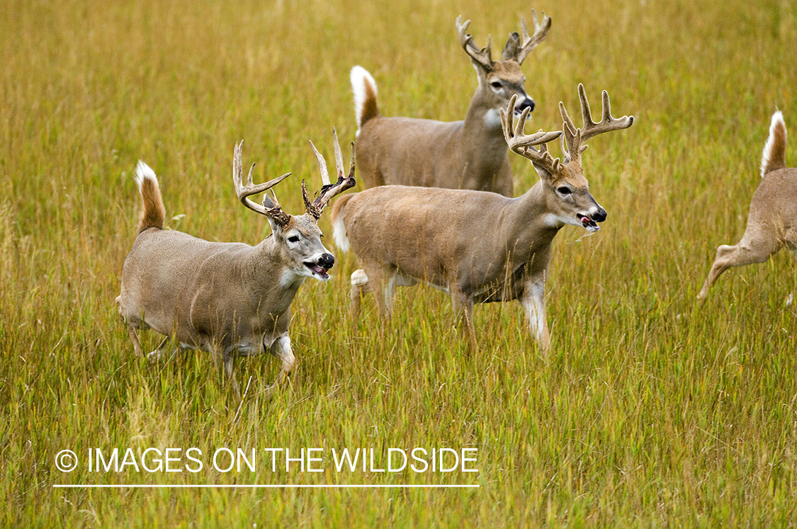 Whitetailed deer in habitat.