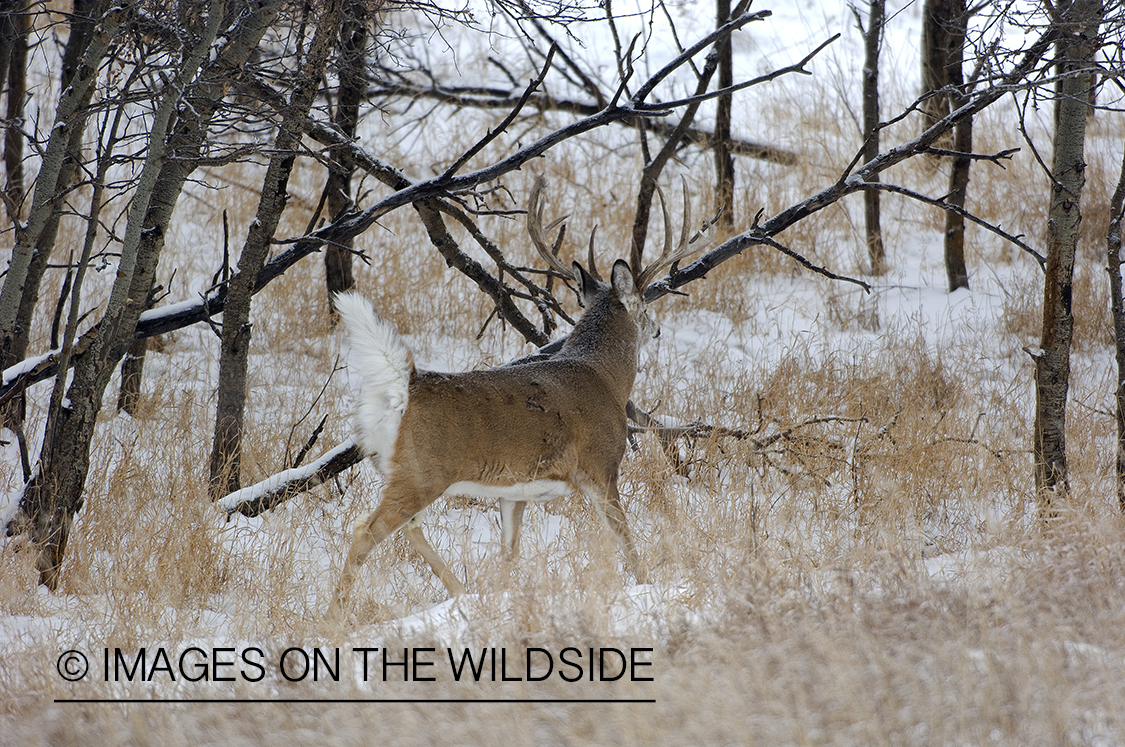 Whitetail Buck