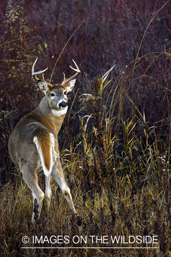 Whitetail Buck