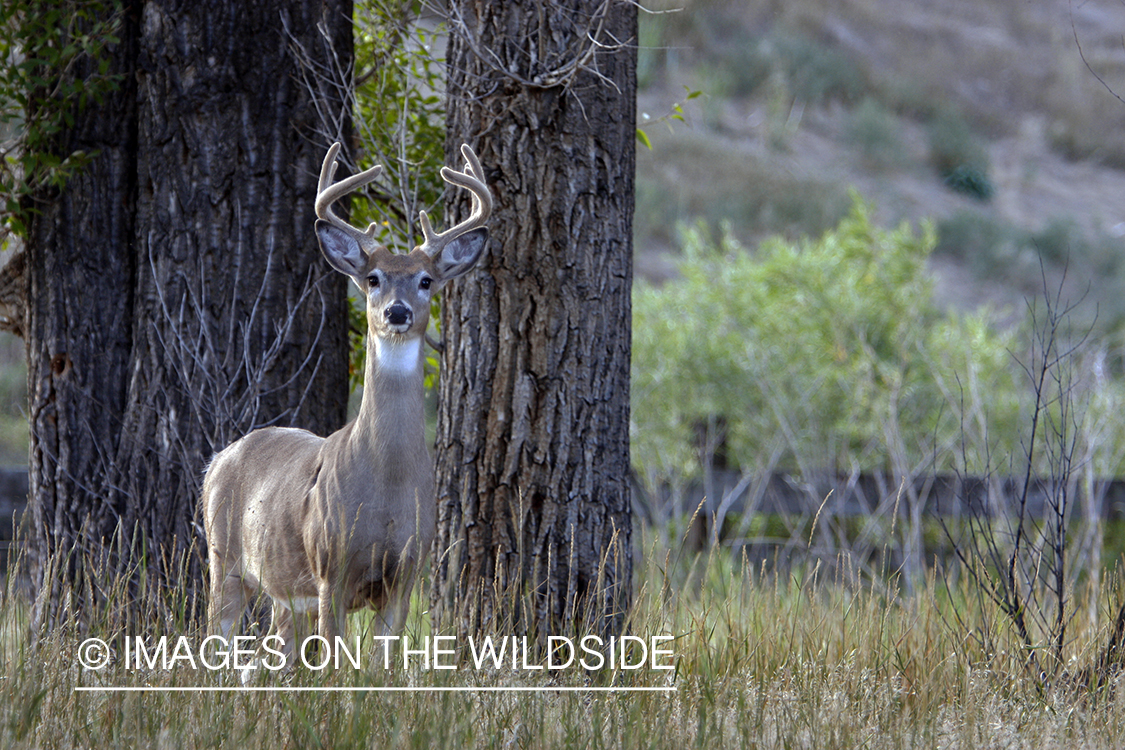 Whitetail Buck in velvet