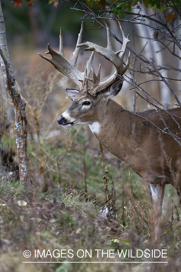 Whitetail buck in habitat