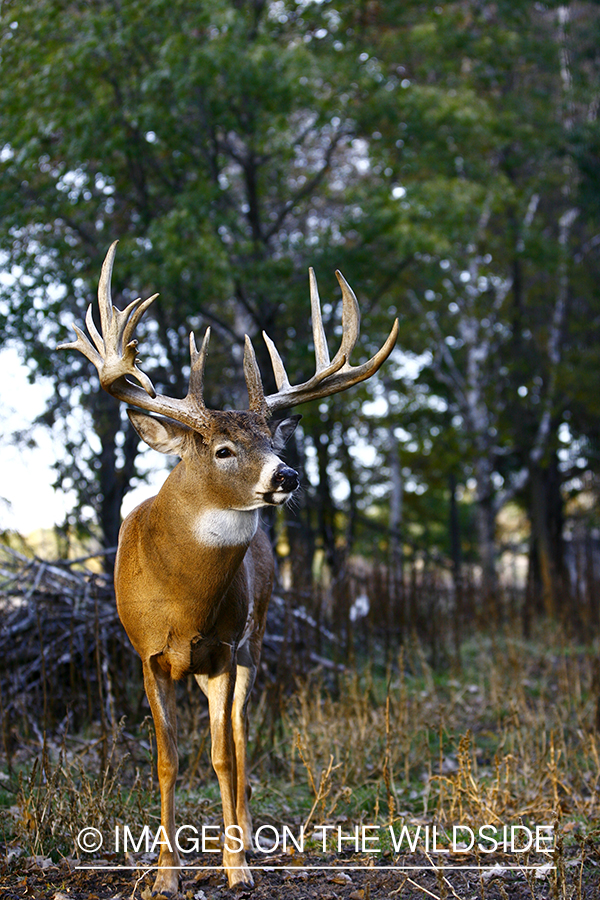 Whitetail buck in habitat