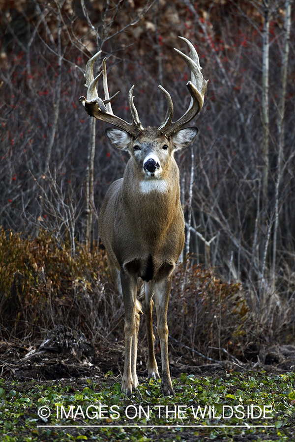 Whitetail buck in habitat.