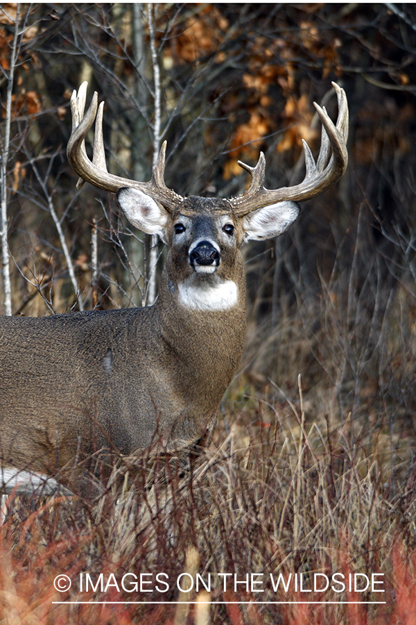 Whitetail buck in habitat.