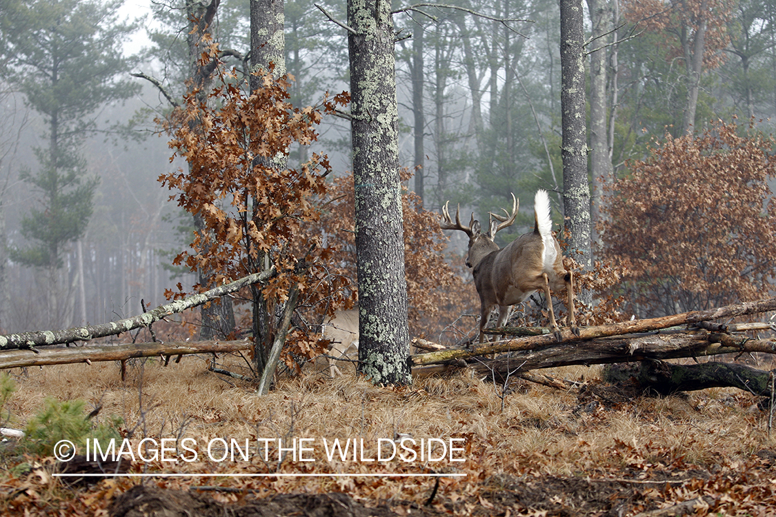 Whitetail buck jumping.