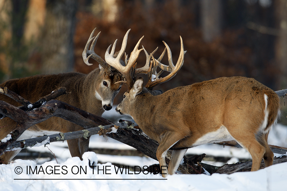 White-tailed bucks in habitat.