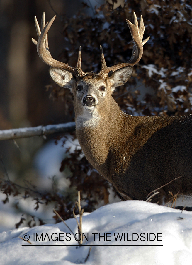 Whitetail in habitat