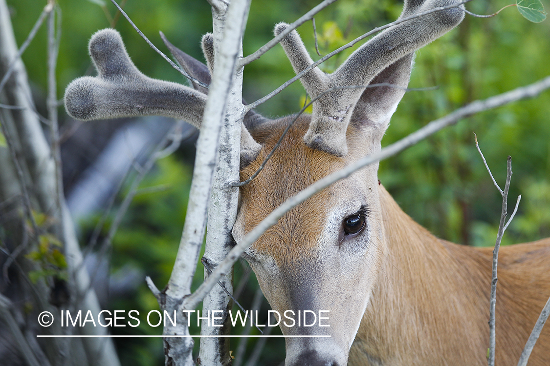 Summer Deer in Velvet