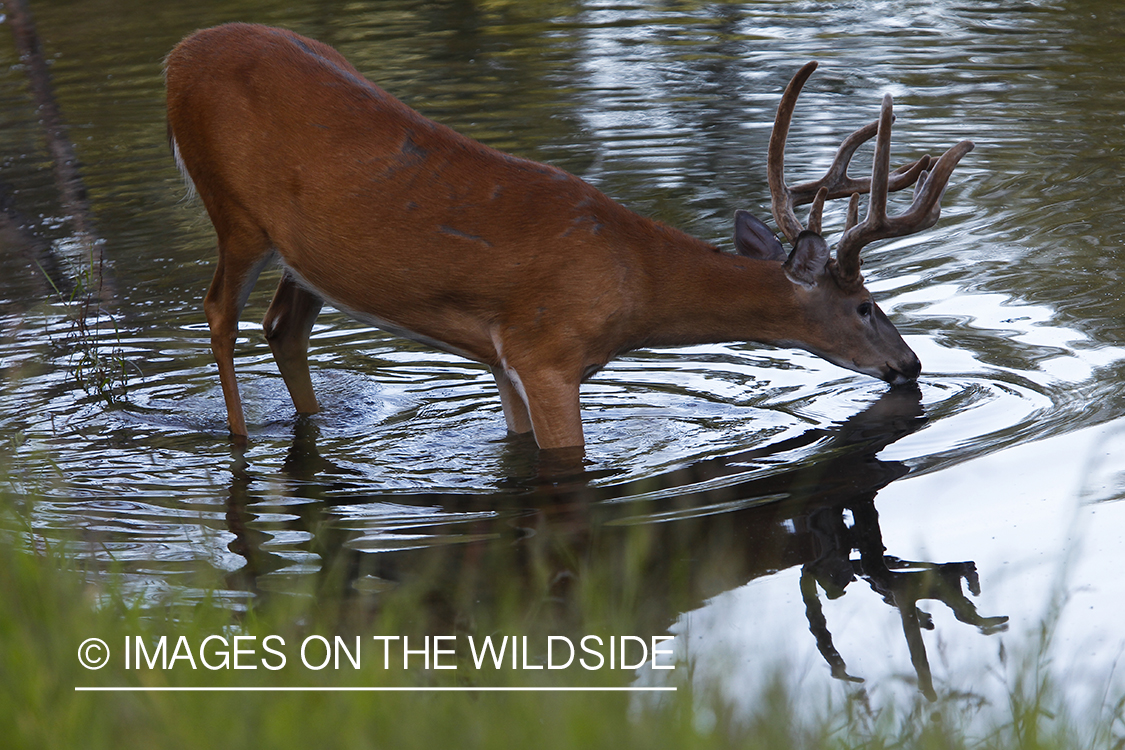 White-tailed deer in velvet