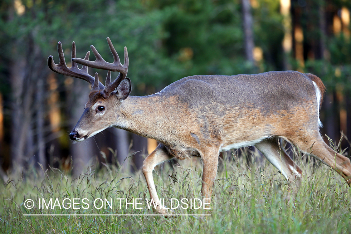 White-tailed buck in velvet 