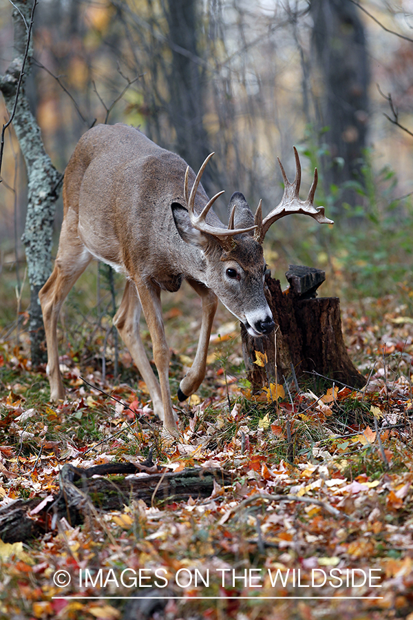 White-tailed buck in habitat. *