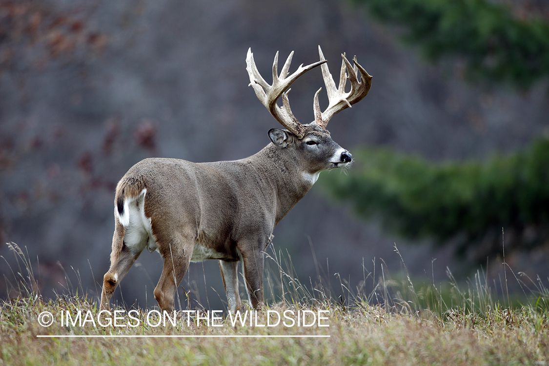 White-tailed buck in habitat. *