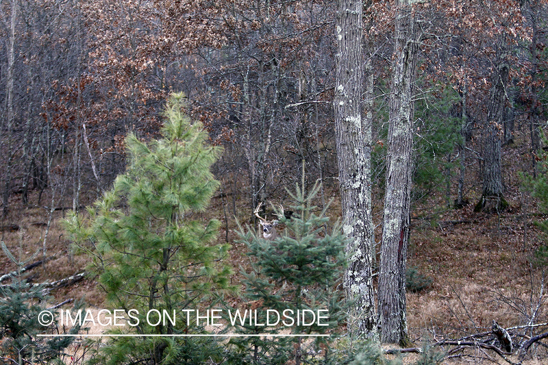 White-tailed buck in habitat. 